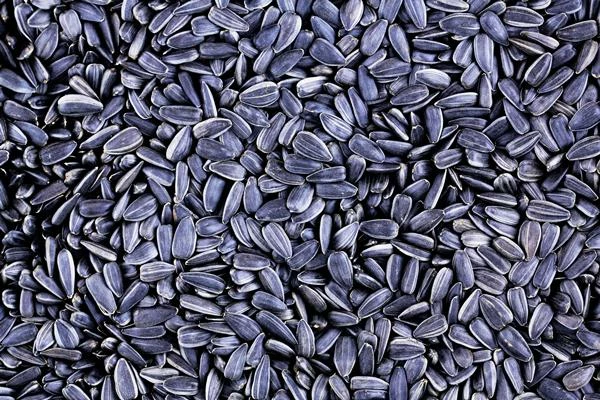 Sunflower Seed Exports Plummet to $13M in August 2023 in France